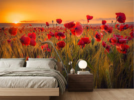 photo-wallpaper-poppies-in-a-wheat-field-at-sunrise