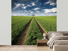 photo-wallpaper-trace-trees