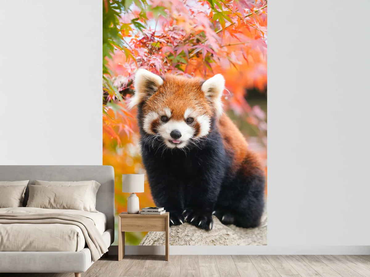 photo-wallpaper-red-panda-in-the-autumn-forest