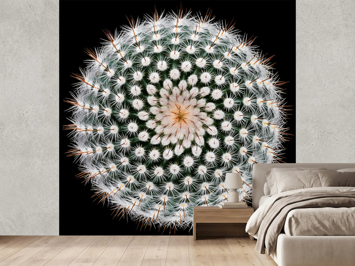 photo-wallpaper-notocactus-scopa
