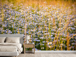 photo-wallpaper-a-field-full-of-camomile