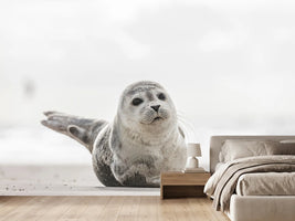 photo-wallpaper-small-seal-on-the-beach
