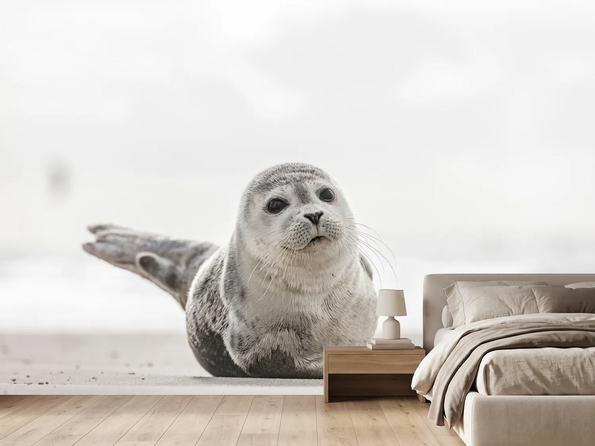 photo-wallpaper-small-seal-on-the-beach