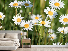 photo-wallpaper-xl-daisies