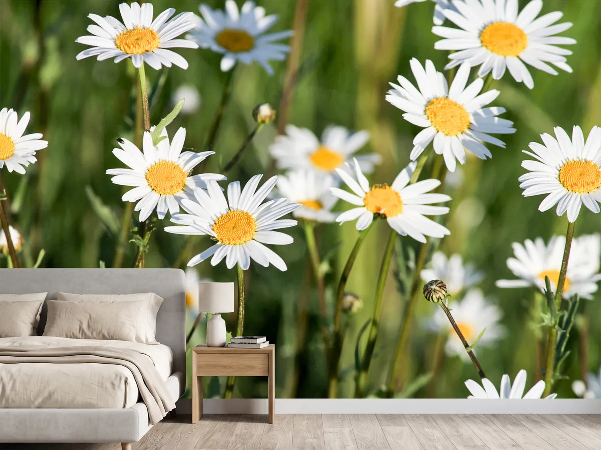 photo-wallpaper-xl-daisies