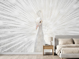 photo-wallpaper-splendid-whitie