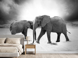 photo-wallpaper-2-elephants-sw