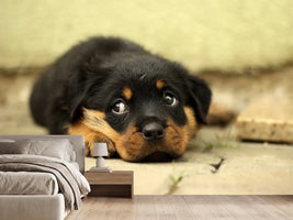photo-wallpaper-sweet-rottweiler-puppy