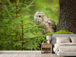 photo-wallpaper-ural-owl-x