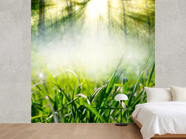 photo-wallpaper-magic-forest