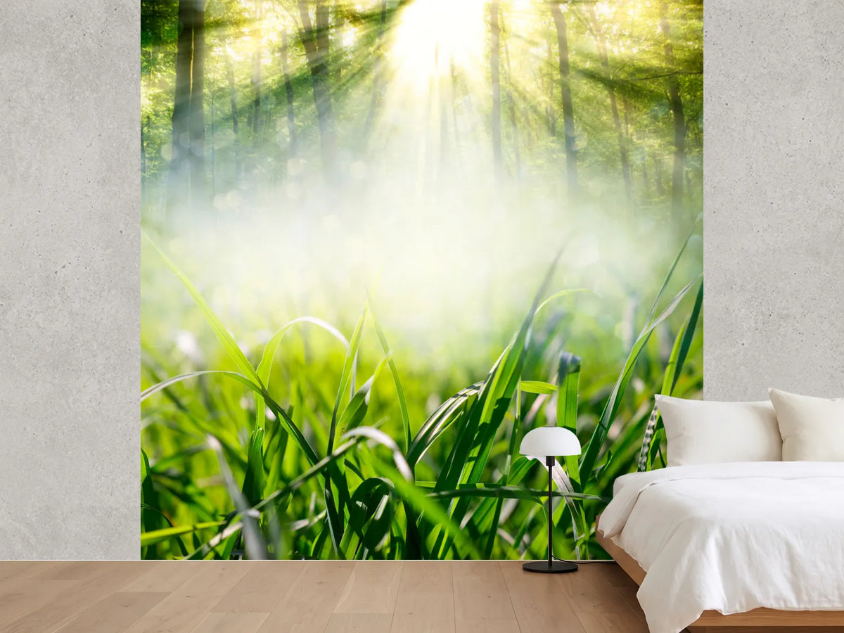 photo-wallpaper-magic-forest