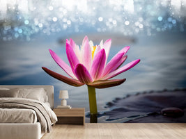 photo-wallpaper-lotus-in-the-morning-dew