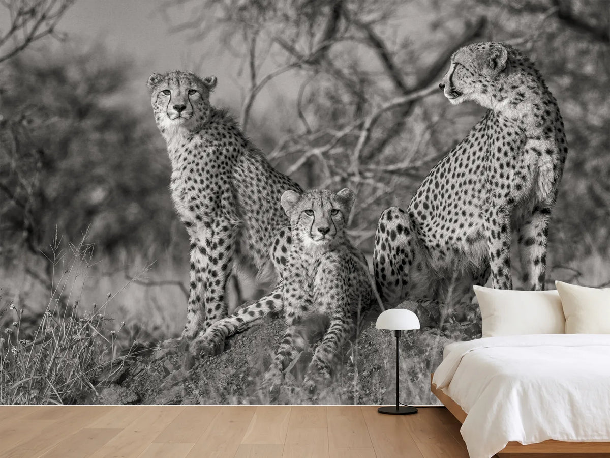 photo-wallpaper-three-cats