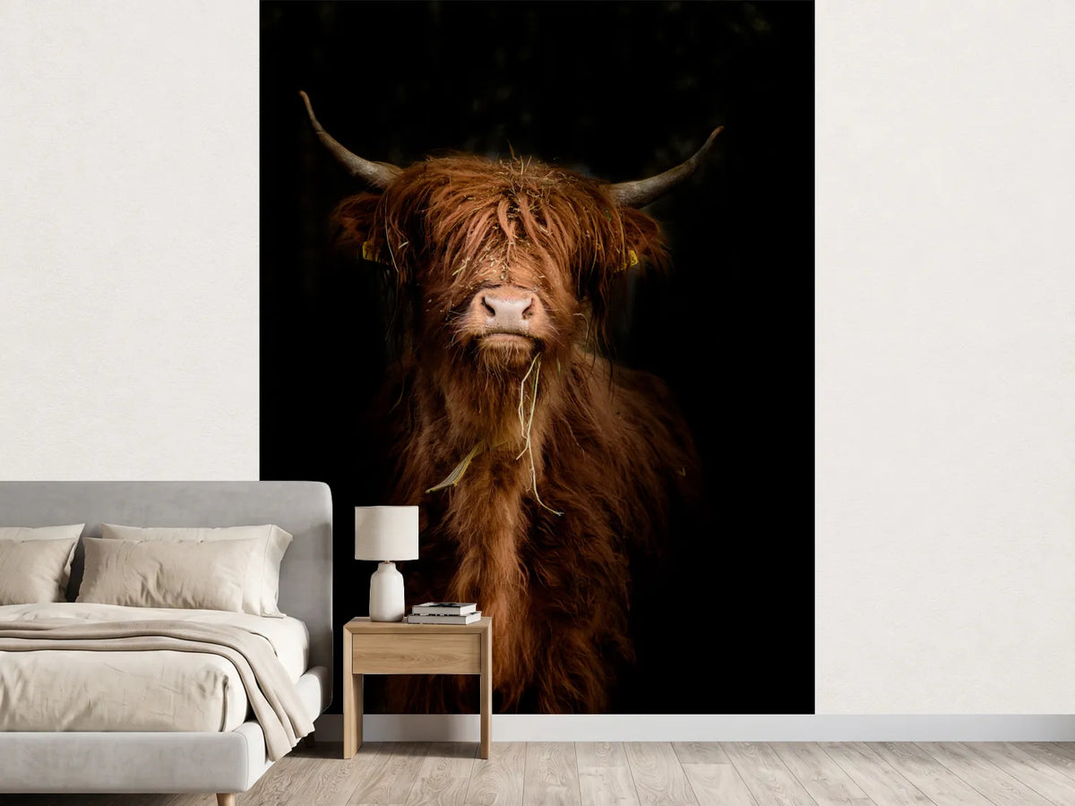 photo-wallpaper-highland-cattle-portrait