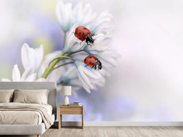 photo-wallpaper-ladybirds