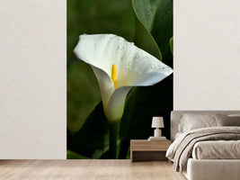 photo-wallpaper-white-calla-with-morning-dew