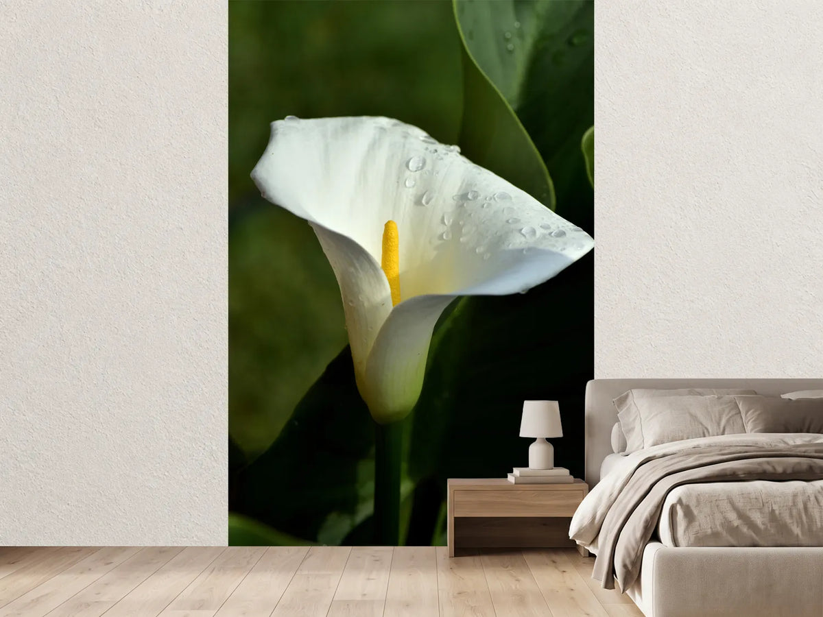 photo-wallpaper-white-calla-with-morning-dew