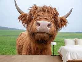 photo-wallpaper-galloway-cattle-on-the-pasture