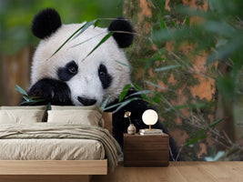 photo-wallpaper-bamboo-time-x