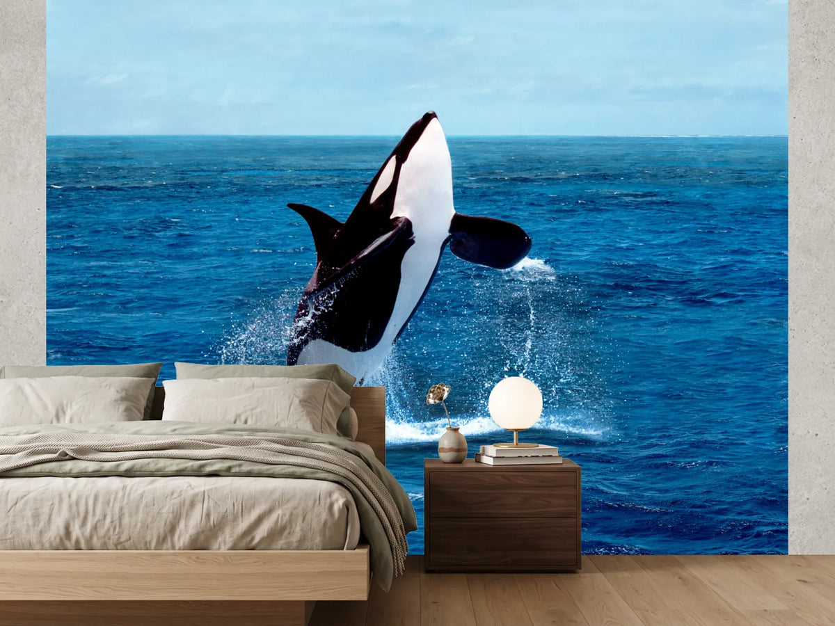 photo-wallpaper-killer-whale-orcinus-orca-adult-breaching