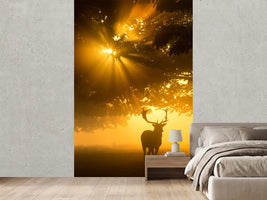 photo-wallpaper-mist-on-tree-cant-stop-sunshine-x