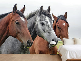 photo-wallpaper-the-horse-trio