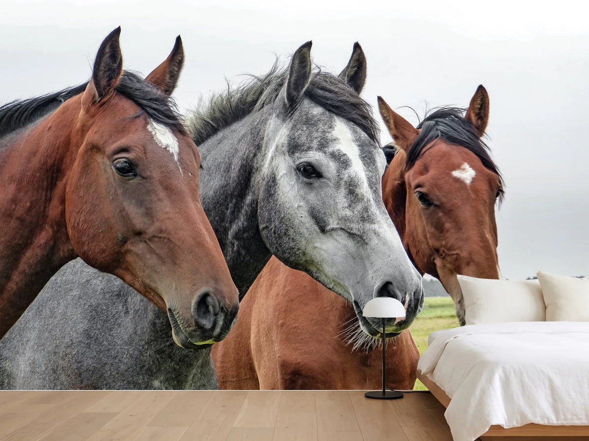 photo-wallpaper-the-horse-trio