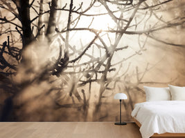 photo-wallpaper-branches-in-fog-light