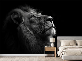 photo-wallpaper-lion-in-profile-gazing-upward-in-black-and-white-against-deep-darkness