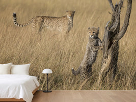 photo-wallpaper-curious-cub-in-savanna