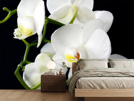 photo-wallpaper-orchid-close-up