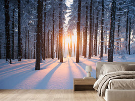 photo-wallpaper-sunset-in-the-wood-in-winter-period
