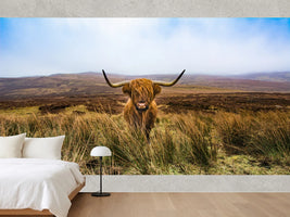 photo-wallpaper-highland-cattle