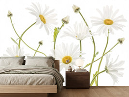 photo-wallpaper-ox-eye-daisies