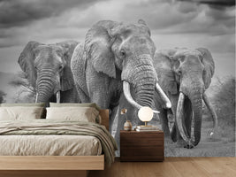 photo-wallpaper-three-majestic-elephants