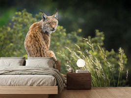 photo-wallpaper-wild-look-x