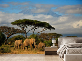 photo-wallpaper-elephant-family-in-front-of-mt-kilimanjaro