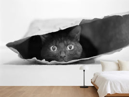 photo-wallpaper-cat-in-a-bag-x