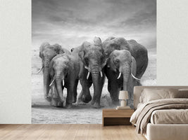 photo-wallpaper-the-elephants