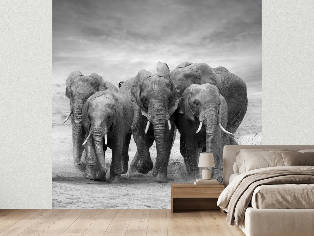 photo-wallpaper-the-elephants