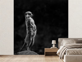 photo-wallpaper-the-meerkat