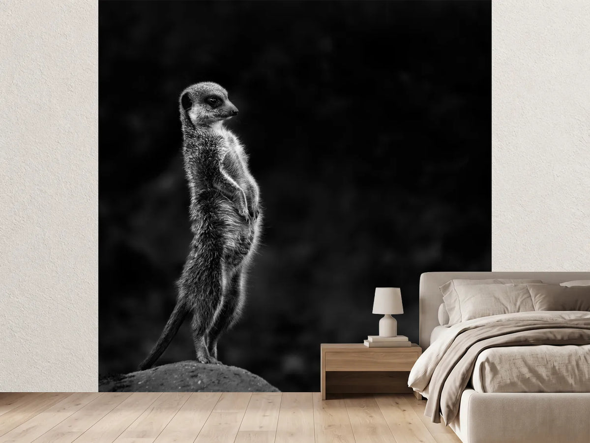photo-wallpaper-the-meerkat