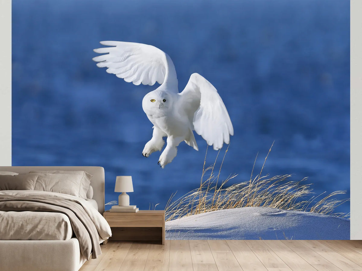 photo-wallpaper-snowy-owl-in-flight