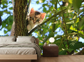photo-wallpaper-cute-cat-child