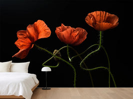 photo-wallpaper-dancing-red-poppies