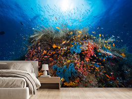 photo-wallpaper-apnea