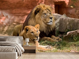photo-wallpaper-a-lion-couple