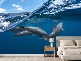 photo-wallpaper-dolphins