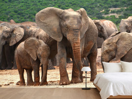 photo-wallpaper-elephant-herd-in-africa