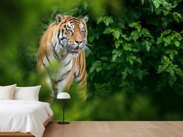 photo-wallpaper-tiger-wild-animal-in-the-natural-habitat